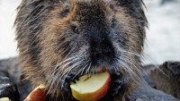 nutria 3-4834587 1280